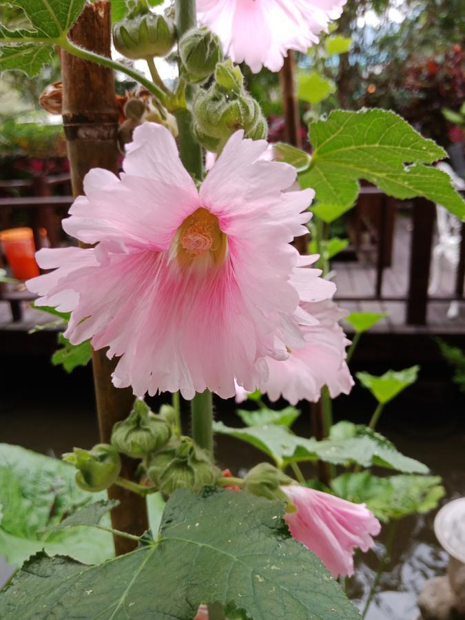Yi Jia Yuan Homestay Nanzhuang Eksteriør billede